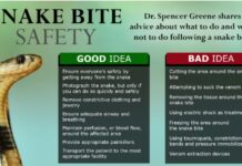 పాము కాటు నుండి ప్రాణాలు కాపాడే ‘సంజీవని’ మొక్కలు